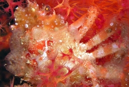 Photo:I. Ben-Tov; See a larger picture